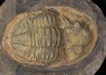 Asaphid Trilobite in Sandstone Concretion #13196-2